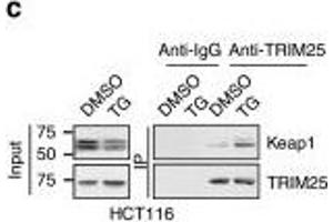 TRIM25 interacts and ubiquitinates Keap1. (TRIM25 antibody  (AA 100-400))
