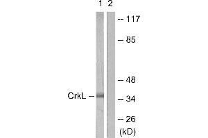 Western blot analysis of extracts from 293 cells, using CrkL (Ab-207) antibody (#B0067, Line 1 and 2). (CrkL antibody  (Tyr207))