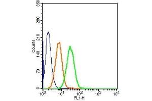 Human HepG2 cells probed with Rabbit Anti-LRP Polyclonal Antibody (MVP antibody  (AA 88-180))