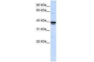 WB Suggested Anti-ETV3L Antibody Titration:  0. (ETV3L antibody  (C-Term))