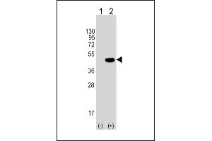 Western blot analysis of Tag-HA. (HA-Tag antibody)