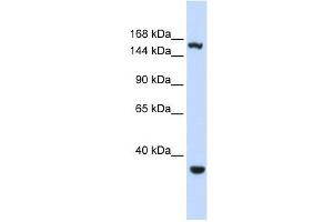 EIF4G3 antibody used at 1 ug/ml to detect target protein.