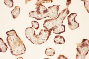Anti-LIF Picoband antibody,  IHC(P): Human Placenta Tissue (LIF antibody  (AA 23-202))