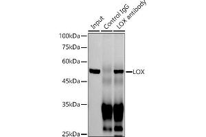 Immunoprecipitation analysis of 300 μg extracts of Jurkat cells using 3 μg LOX antibody (ABIN7268347). (LOX antibody)