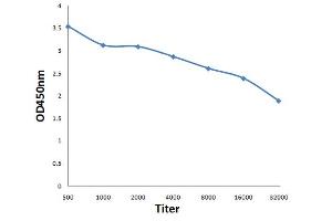 Antigen: 0. (SPON1 antibody  (AA 741-807))
