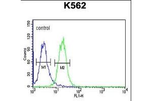 RHBG Antibody (C-term) (ABIN653937 and ABIN2843168) flow cytometric analysis of K562 cells (right histogram) compared to a negative control cell (left histogram).