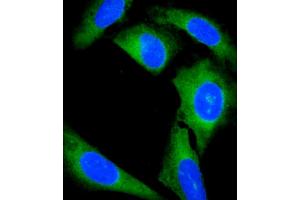 Immunofluorescent analysis of 4 % paraformaldehyde-fixed, 0. (Grancalcin antibody  (AA 19-53))