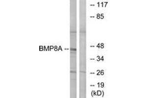 Western blot analysis of extracts from COLO cells, using BMP8A Antibody. (BMP8A antibody  (AA 253-302))