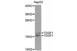 Western blot analysis of extracts of HepG2 cells, using TDGF1 antibody. (TDGF1 antibody)
