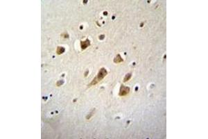 Formalin fixed, paraffin embedded human brain tissue stained NIPSNAP3B Antibody (C-term) Cat. (NIPSNAP3B antibody  (C-Term))