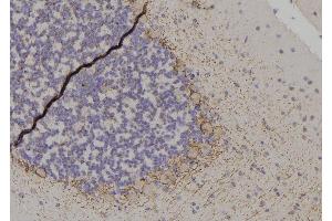 ABIN6267566 at 1/100 staining Rat brain tissue by IHC-P. (14-3-3 zeta antibody  (pThr232))
