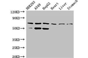 TCTN3 antibody  (AA 348-472)