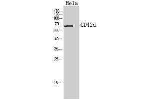 Western Blotting (WB) image for anti-Glycoprotein V (Platelet) (GP5) (Internal Region) antibody (ABIN3178933) (GP5 antibody  (Internal Region))