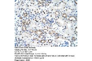 Rabbit Anti-LSM2 Antibody  Paraffin Embedded Tissue: Human Kidney Cellular Data: Epithelial cells of renal tubule Antibody Concentration: 4. (LSM2 antibody  (Middle Region))