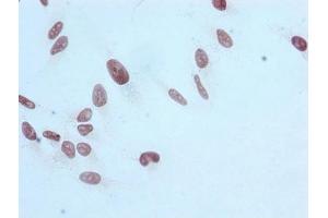 Immunocytochemistry (ICC) image for anti-Histone Cluster 1, H3a (HIST1H3A) (H3R17me) antibody (ABIN7127303)