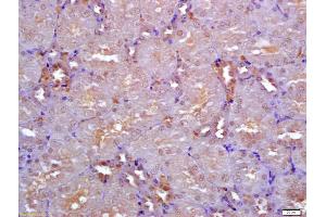 Formalin-fixed and paraffin embedded mouse kidney labeled with Anti-Nodal Polyclonal Antibody, Unconjugated (ABIN1385258) at 1:200 followed by conjugation to the secondary antibody and DAB staining (Nodal antibody  (AA 288-347))