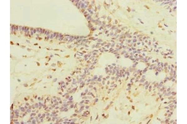 ROPN1L antibody  (AA 1-230)