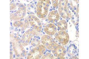 Immunohistochemistry of paraffin-embedded Rat kidney using PNLIP Polyclonal Antibody at dilution of 1:200 (40x lens). (PNLIP antibody)