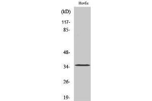 Western Blotting (WB) image for anti-Olfactory Receptor, Family 7, Subfamily C, Member 2 (OR7C2) (Internal Region) antibody (ABIN6281712) (OR7C2 antibody  (Internal Region))