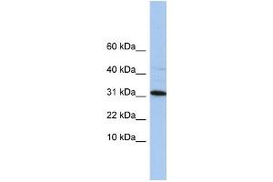 Western Blotting (WB) image for anti-Chromosome 9 Open Reading Frame 153 (C9orf153) antibody (ABIN2459746) (C9orf153 antibody)