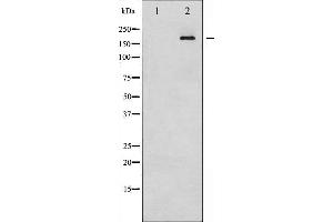 Western blot analysis of IRS-1 phosphorylation expression in HT29 whole cell lysates,The lane on the left is treated with the antigen-specific peptide. (IRS1 antibody  (pSer312))