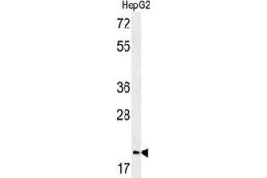Western Blotting (WB) image for anti-Geminin, DNA Replication Inhibitor (GMNN) antibody (ABIN3002270)
