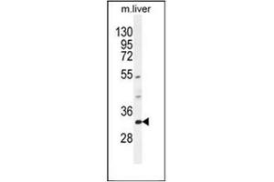 Western blot analysis iof FAM78B Antibody (Center) in mouse liver tissue lysates (35ug/lane). (FAM78B antibody  (Middle Region))