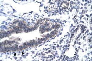 Image no. 2 for anti-Cyclin H (CCNH) (C-Term) antibody (ABIN202241) (Cyclin H antibody  (C-Term))