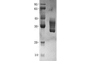 Validation with Western Blot (QPRT Protein (His tag))