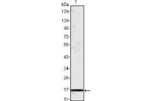 Western blot analysis using MCP1 mouse mAb against truncated MCP-1 recombinant protein. (CCL2 antibody)