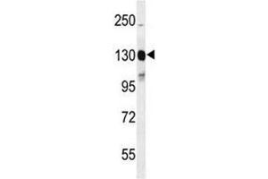 Western blot analysis of CD117 antibody and mouse cerebellum tissue lysate. (KIT antibody  (AA 680-711))