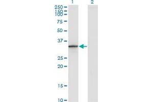 DHRS9 antibody  (AA 1-319)