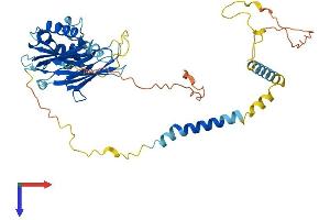 SGCE Protein (AA 1-437) (His tag)