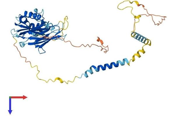 SGCE Protein (AA 1-437) (His tag)