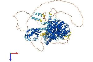 phosphodiesterase 8B (PDE8B) (AA 1-885) protein (His tag)