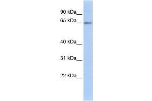 Western Blotting (WB) image for anti-Zinc Finger Protein 619 (ZNF619) antibody (ABIN2458226) (ZNF619 antibody)