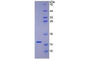 SDS-PAGE analysis of Human Mucin 2 Protein.