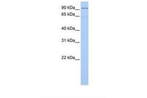 Image no. 1 for anti-Leucine-Zipper-Like Transcription Regulator 1 (LZTR1) (N-Term) antibody (ABIN6737855) (LZTR1 antibody  (N-Term))