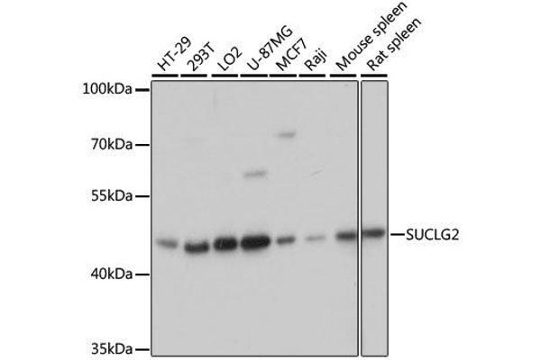 SUCLG2 antibody  (AA 50-300)