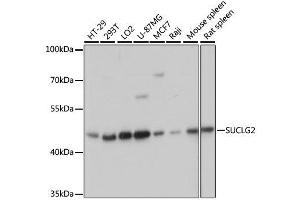 Western blot analysis of extracts of various cell lines, using SUCLG2 antibody. (SUCLG2 antibody  (AA 50-300))