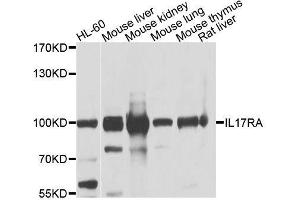 Western blot analysis of extracts of various cell lines, using IL17RA antibody. (IL17RA antibody  (AA 697-866))