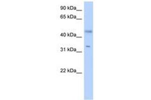 Image no. 1 for anti-Epidermal Retinal Dehydrogenase 2 (RDHE2) (AA 179-228) antibody (ABIN6741154)