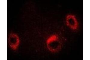 Immunofluorescence (IF) image for anti-TNF Receptor-Associated Protein 1 (TRAP1) antibody (ABIN7308438)