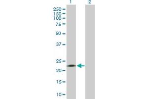 Western Blot analysis of EFNA1 expression in transfected 293T cell line by EFNA1 MaxPab polyclonal antibody. (Ephrin A1 antibody  (AA 1-205))