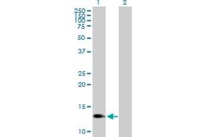 Prokineticin 1 antibody  (AA 1-105)