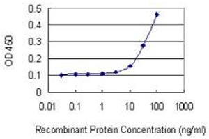 Detection limit for recombinant GST tagged HEY2 is 3 ng/ml as a capture antibody. (HEY2 antibody  (AA 1-110))