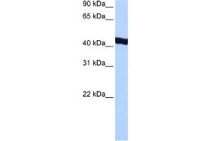 WB Suggested Anti-GTF2A1L Antibody Titration:  0. (GTF2A1L antibody  (C-Term))