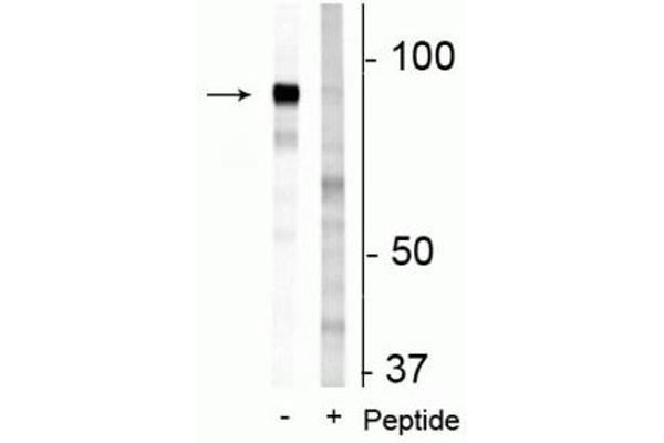 MEG3 antibody  (pSer679, pSer683)
