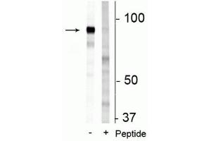 Western blot of 3T3 cell lysate showing specific immunolabeling of the ~83 kDa FAM129B protein phosphorylated at Ser679/683 in the first lane (-). (MEG3 antibody  (pSer679, pSer683))