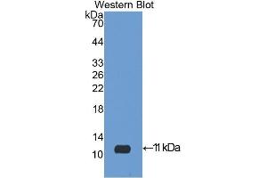 Western Blotting (WB) image for anti-Insulin-Like Growth Factor 2 (IGF2) (AA 25-91) antibody (ABIN1078200) (IGF2 antibody  (AA 25-91))
